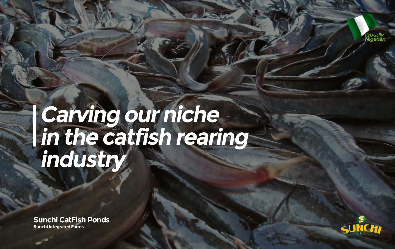 sunchi catfish